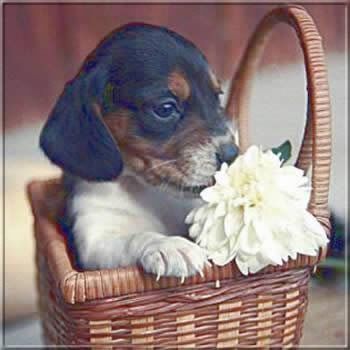 kutya_virag.jpg kutya_virag.jpg